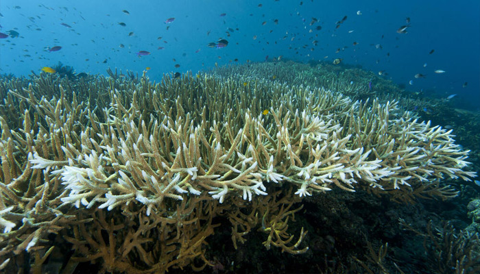 Explained: What Is Coral Bleaching And How It Impacts The World – NewsAge